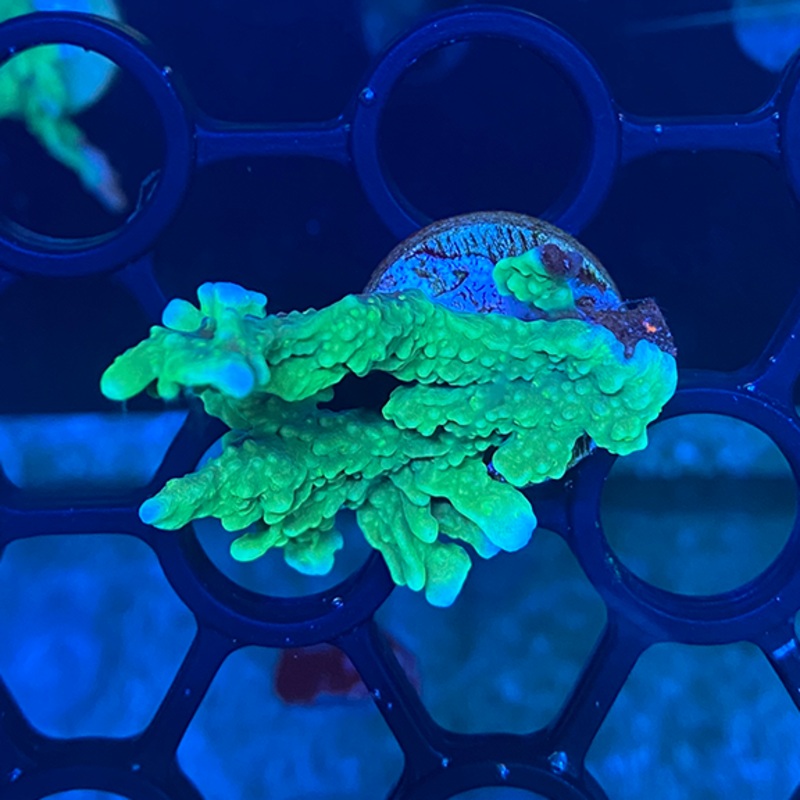 Lime Green Hydraphora