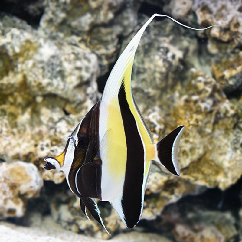 Moorish Idol (Zanclus cornutus)