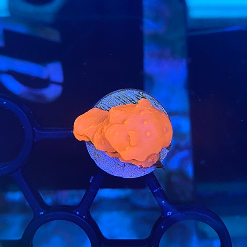 Orange Monti Setosa