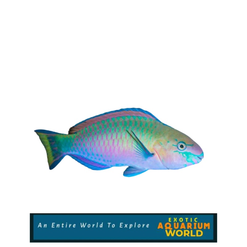 Quoyi Parrotfish (Scarus quoyi)