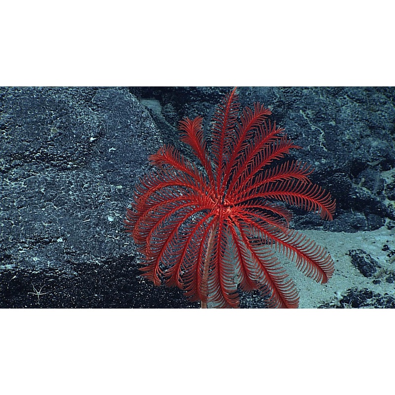 Red Sea Lilies