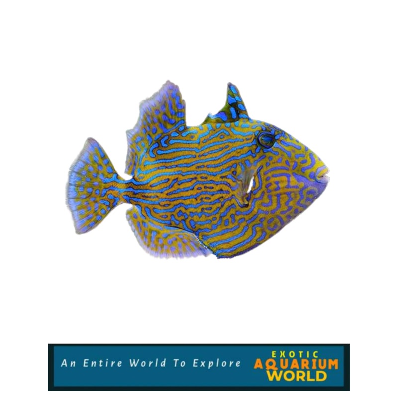 Bluelined Trigger fish (Pseudobalistes fuscus)