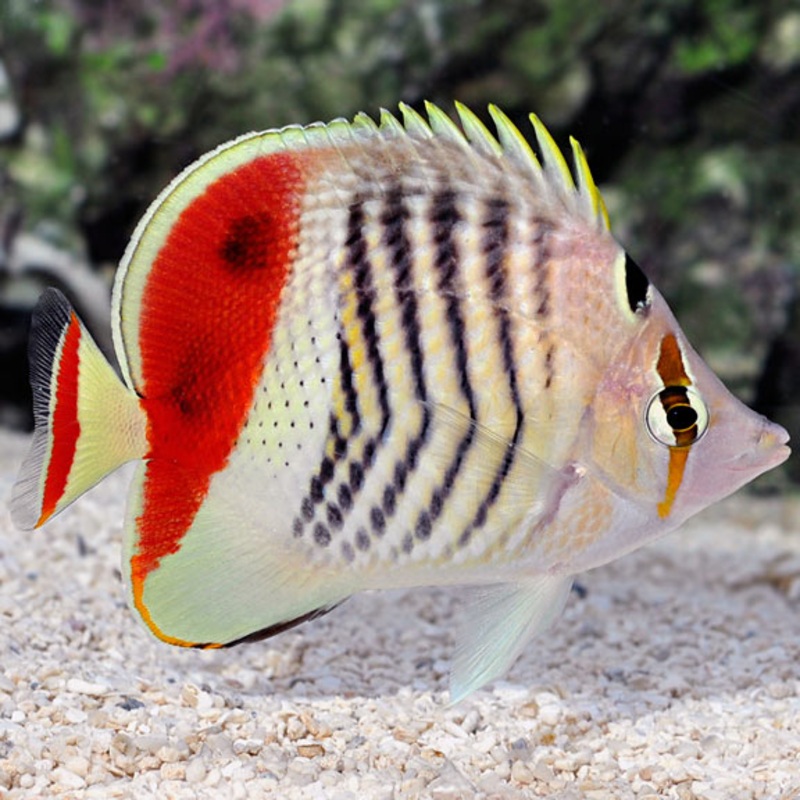 Red Sea Eritrean Butterflyfish (Chaetodon paucifasciatus)