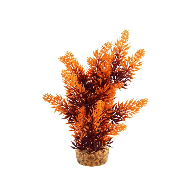 Underwater Treasures Hygro Tree - Sunset - 8