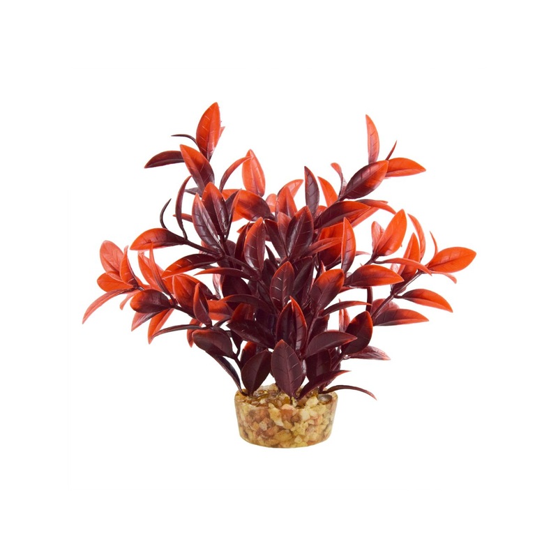 Underwater Treasures Ludwiga - Cherry - 6