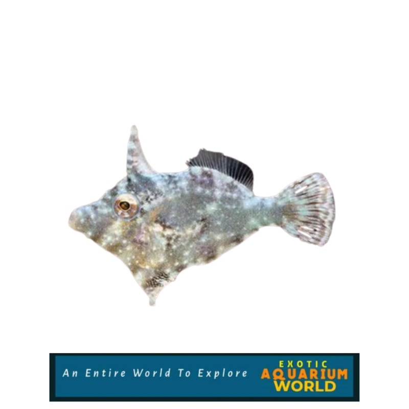 Aiptasia Eating Filefish (Acreichthys tomentosus)
