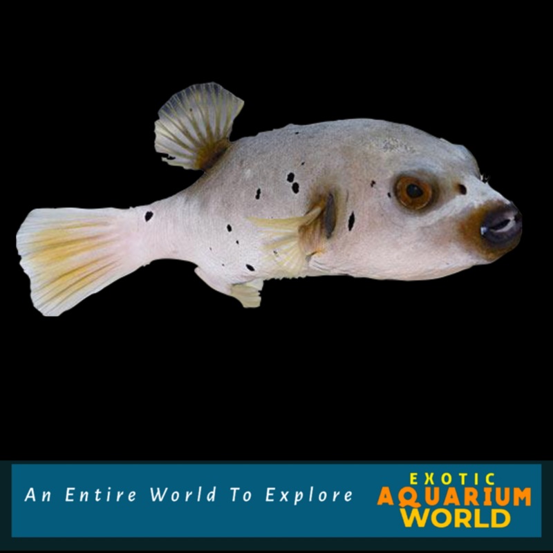 Arothron Dog Face Puffer (Arothron nigropunctatus)