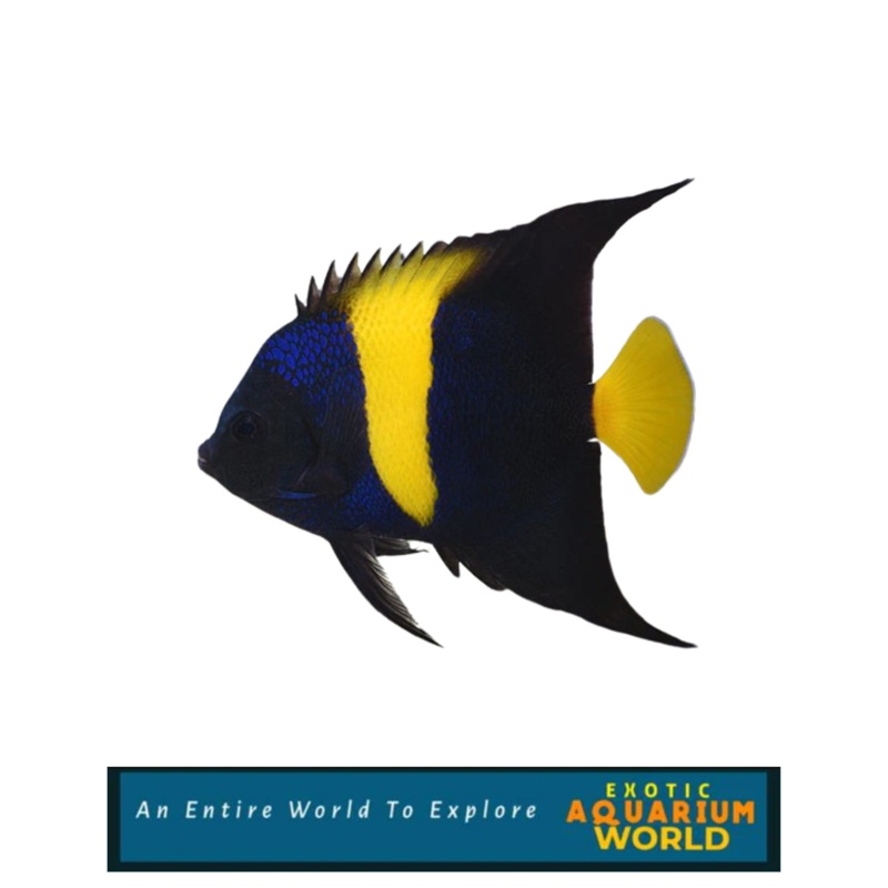 Asfur Angelfish (Pomacanthus asfur)