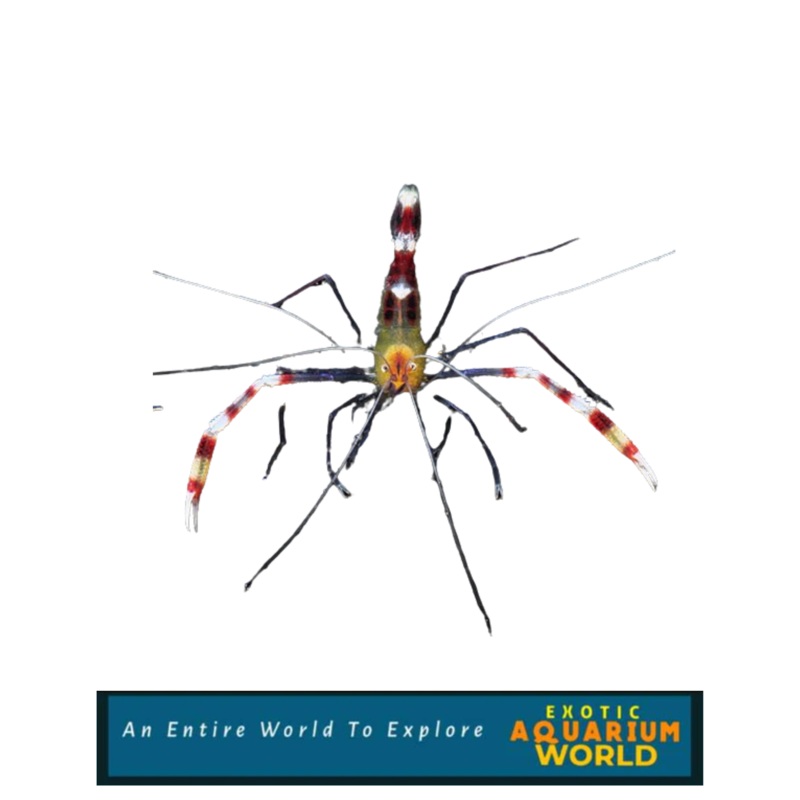 Banded Coral Shrimp, Yellow (Stenopus cyanoscelis)