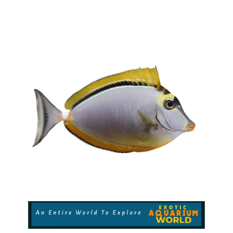 Blonde Naso Tang (Naso elegans)