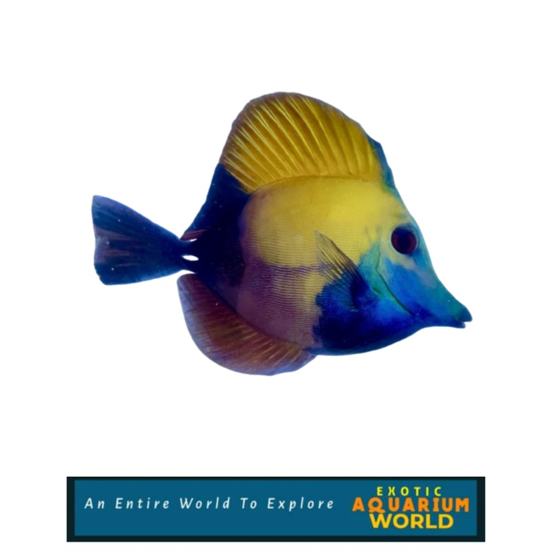 Blue Face Scopas Tang