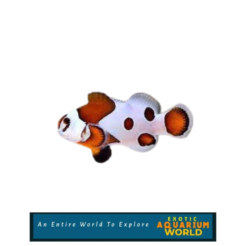 Captive Bred Orange Storm Clownfish