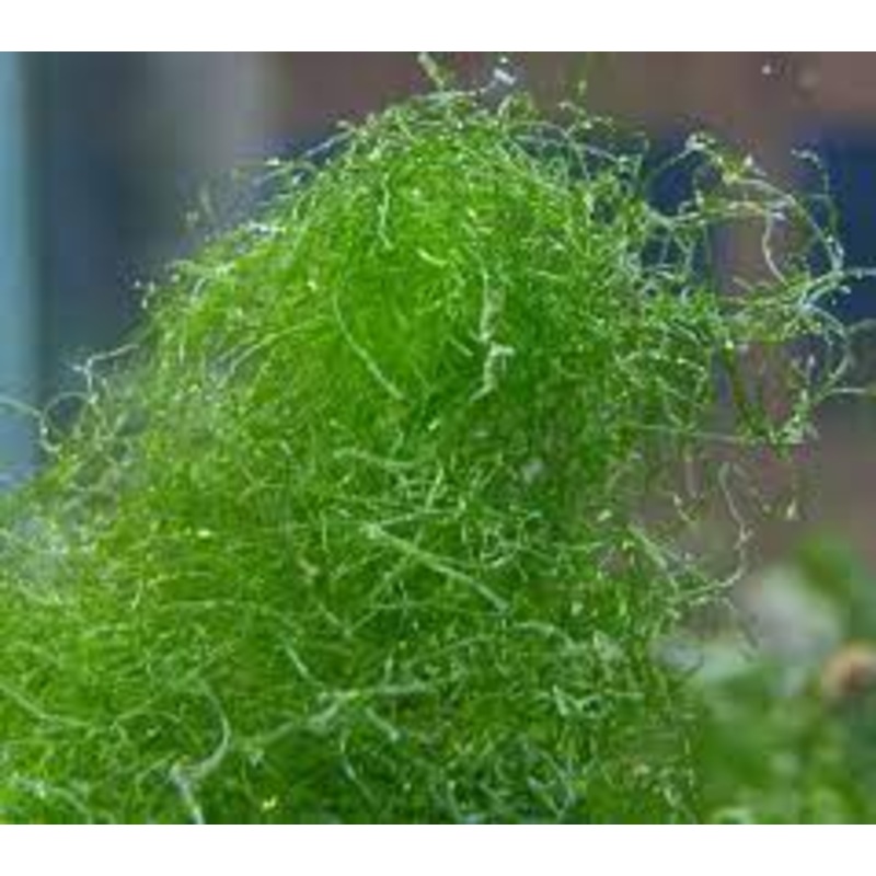 Chaetomorpha Algae, Aquacultured (Chaetomorpha sp.)