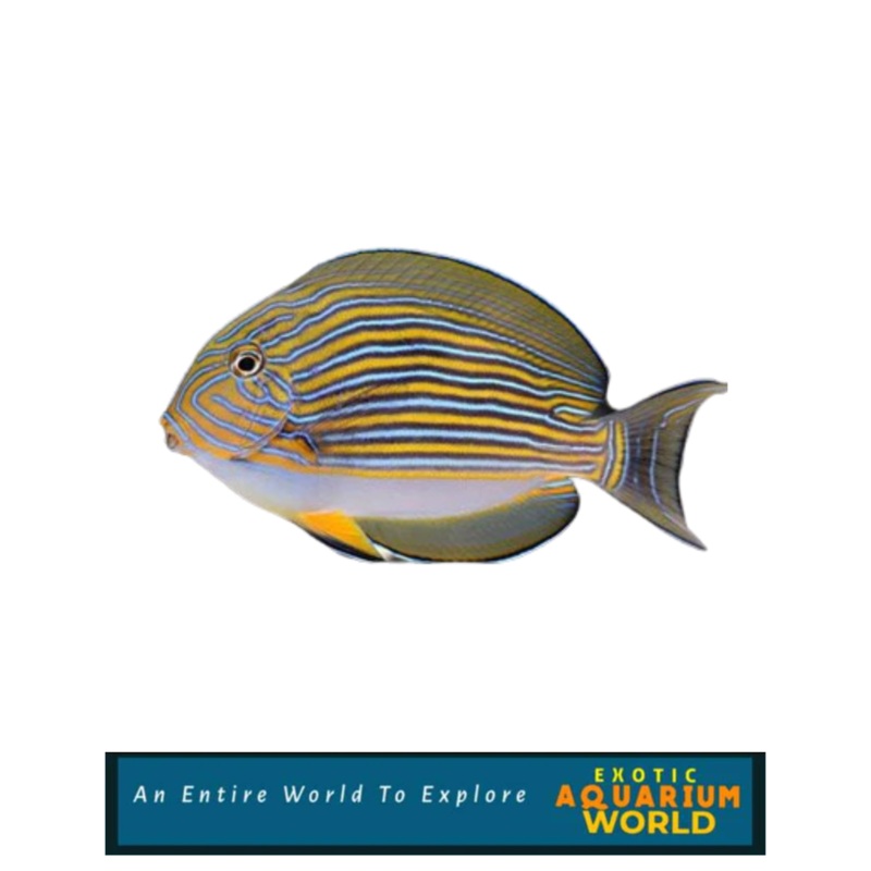 Clown Tang (Acanthurus lineatus)