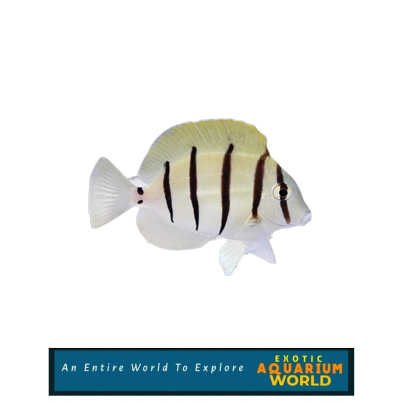 Convict Tang (Acanthurus triostegus)