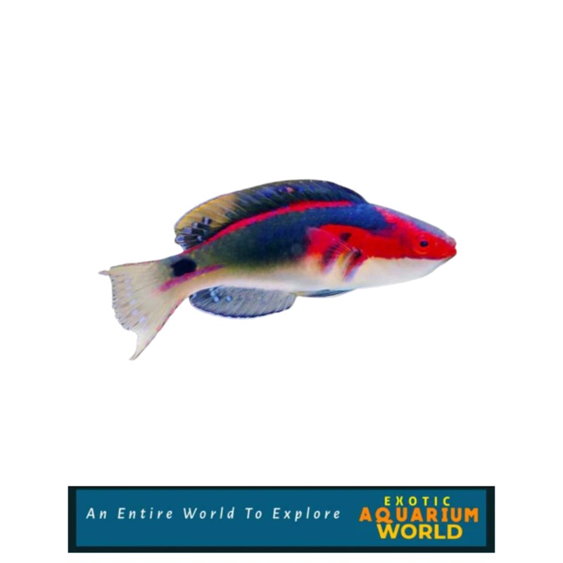 Exquisite Fairy Wrasse (Cirrhilabrus exquisitus)