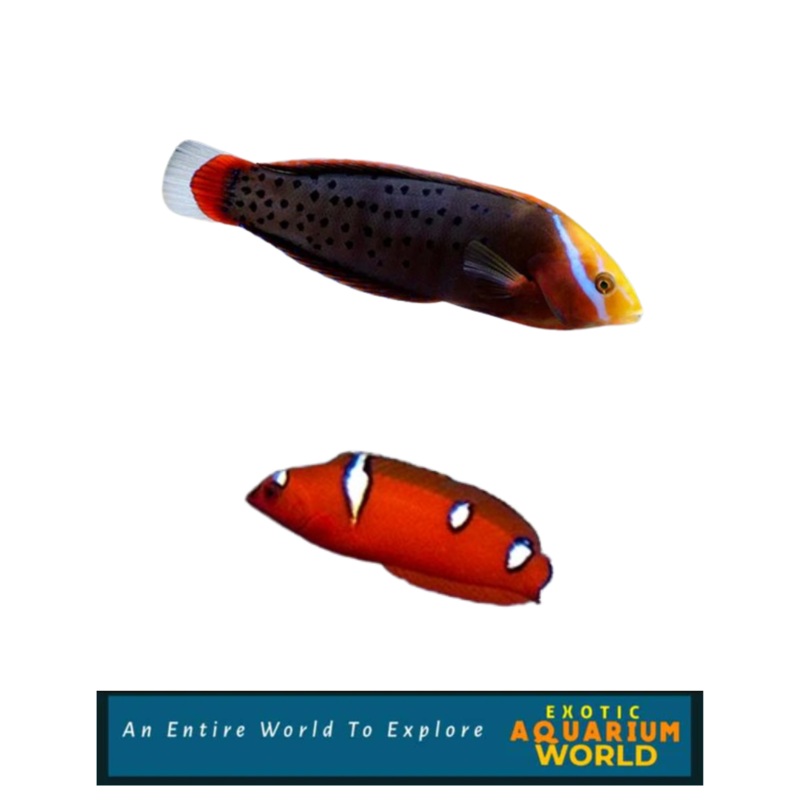 Formosa Wrasse (Coris formosa)