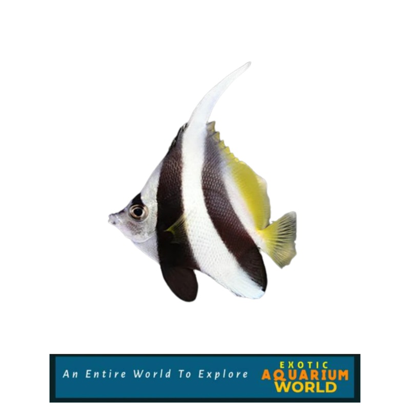 Heniochus Black & White Butterflyfish (Heniochus acuminatus)