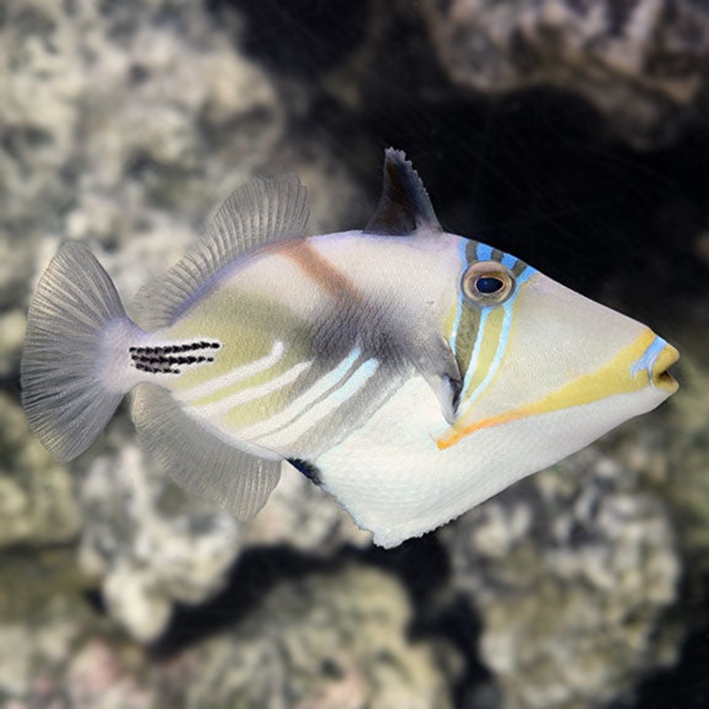 Humu Picasso Triggerfish (Rhinecanthus aculeatus)