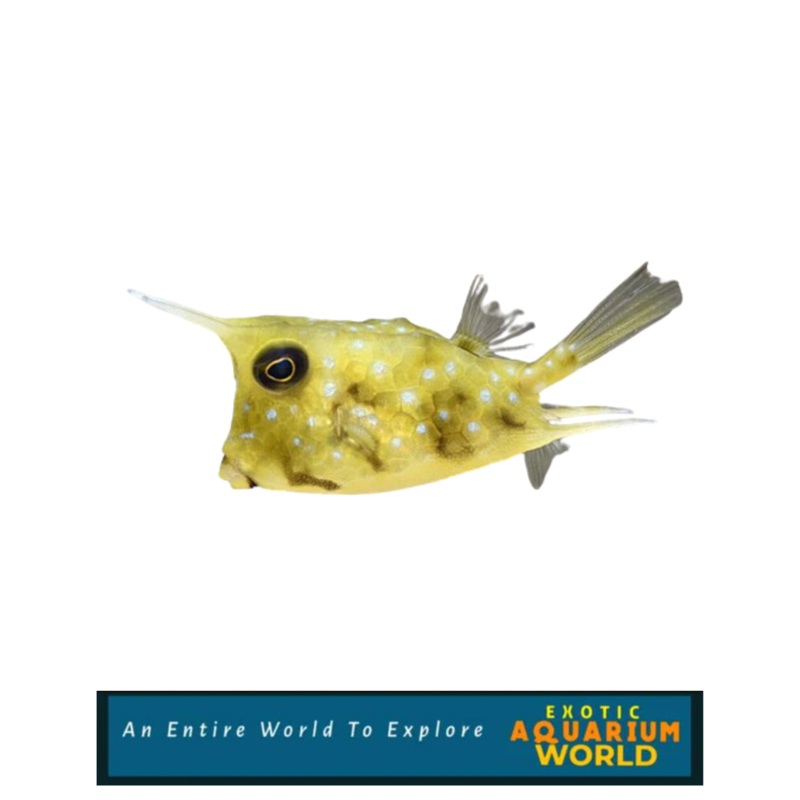 Longhorn Cowfish EXPERT ONLY (Lactoria cornuta)