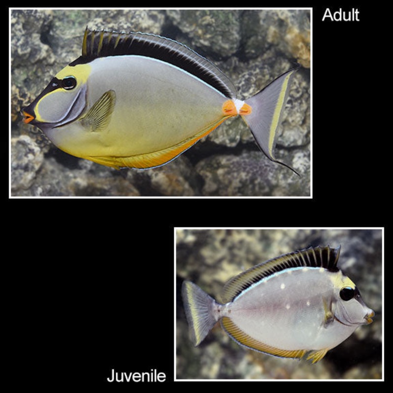 Naso Tang (Naso lituratus)
