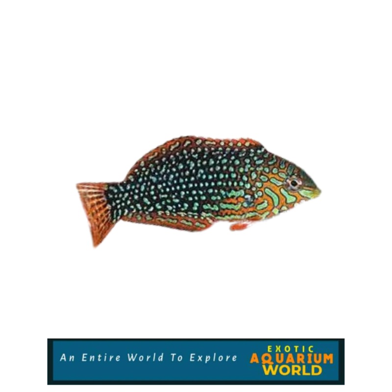 Ornate Leopard Wrasse EXPERT ONLY (Macropharyngodon ornatus)