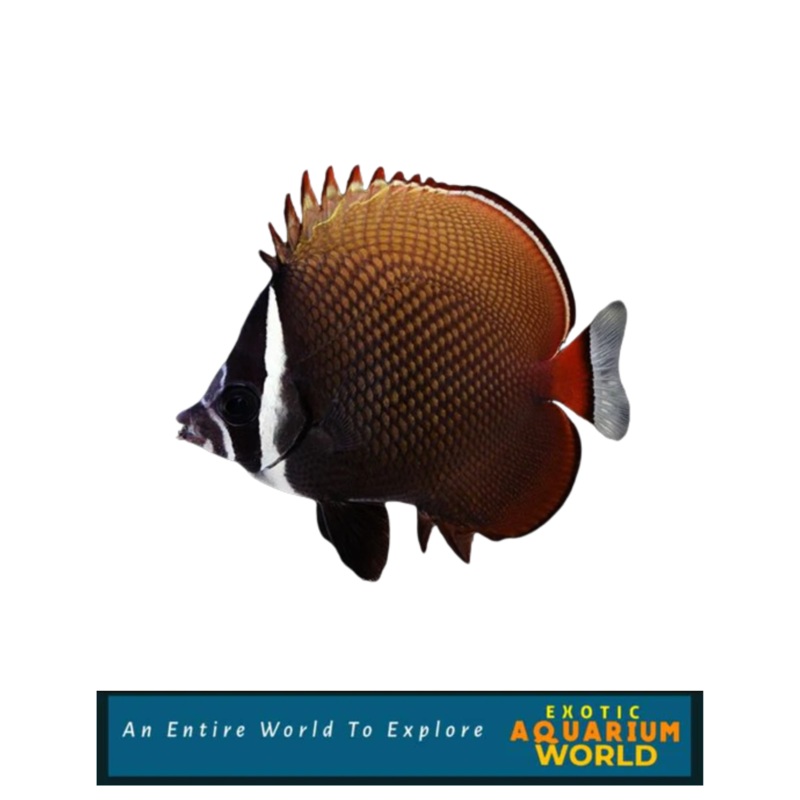 Pakistan Butterflyfish (Chaetodon collare)