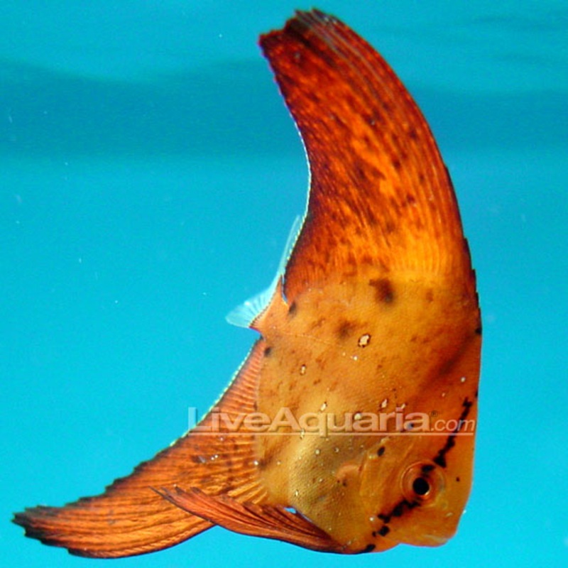 PLATAX OBICULARIS (Orbiculate Batfish)