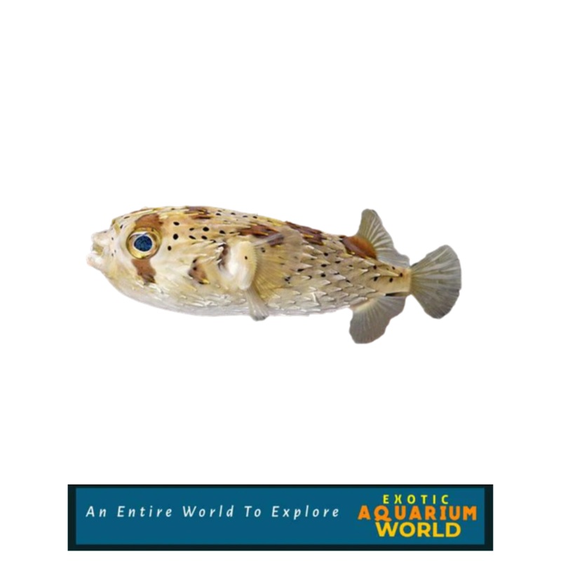 Porcupine Puffer (Diodon holocanthus)