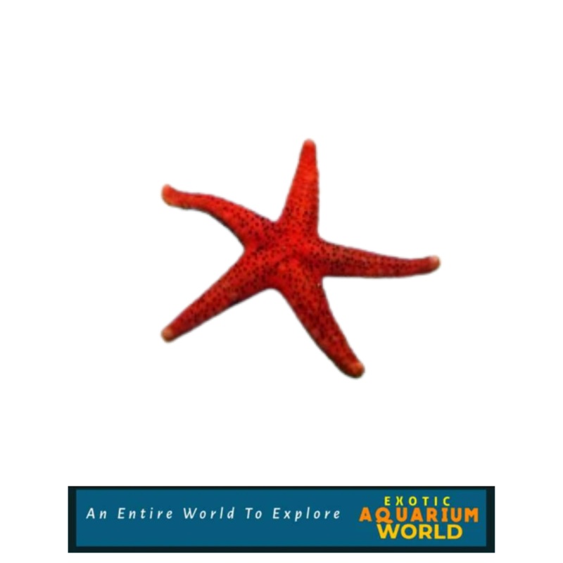 Red Sea Star (Fromia milleporella)