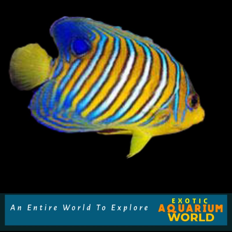 Regal Angelfish EXPERT ONLY (Pygoplites diacanthus)