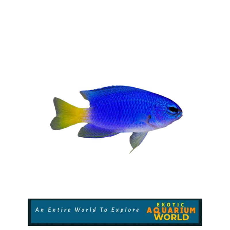 Similar Damselfish (Pomacentrus similis)