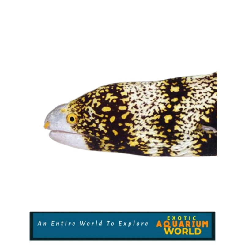 Snowflake Eel (Echidna nebulosa)