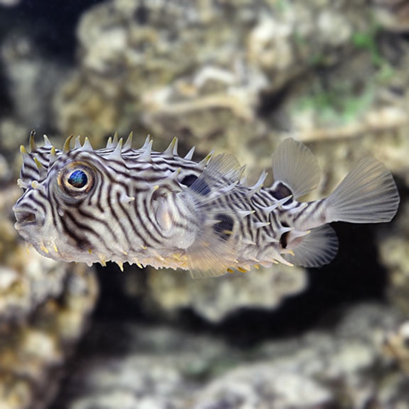 Spiny Box Puffer (Chilomycterus schoepfi)