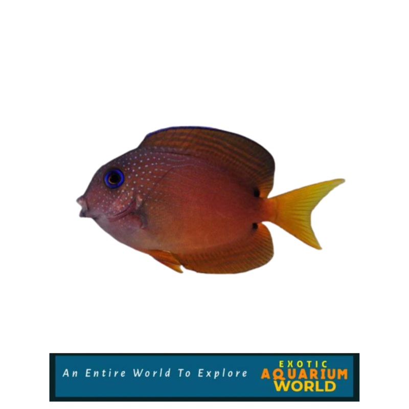 Two Spot Bristletooth Tang (Ctenochaetus binotatus)