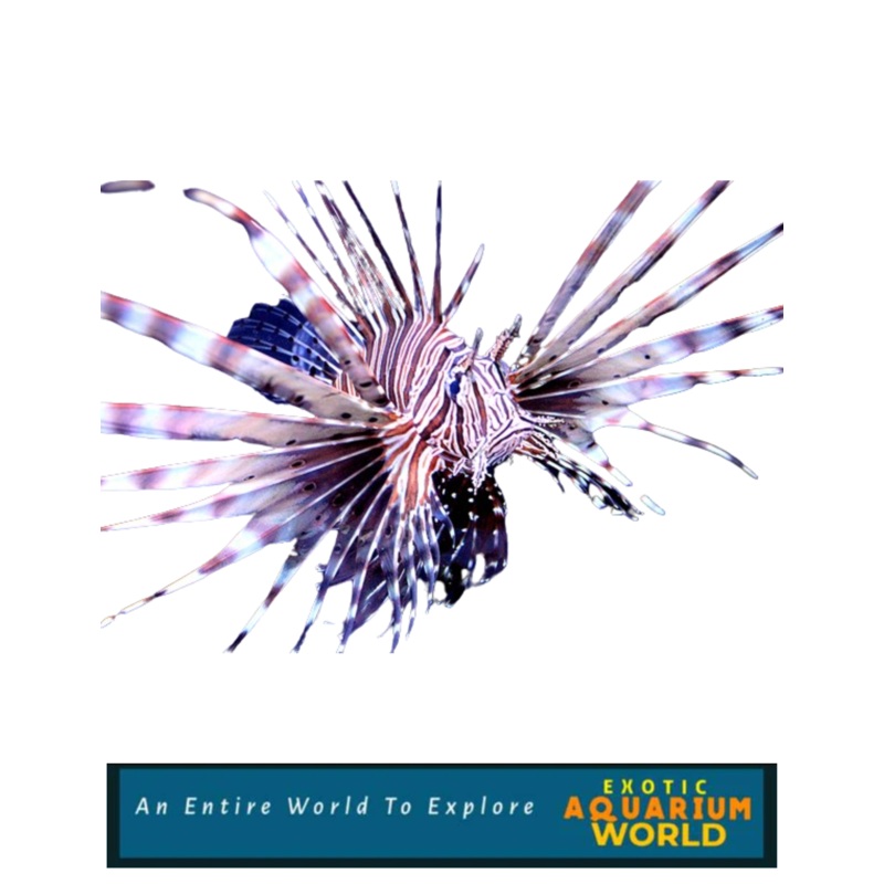 Volitan Lionfish, Colored (Pterois volitans)