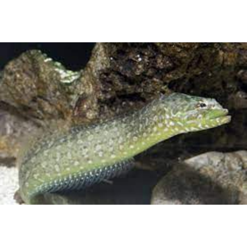 Wolf Eel (Congrogadus subducens)