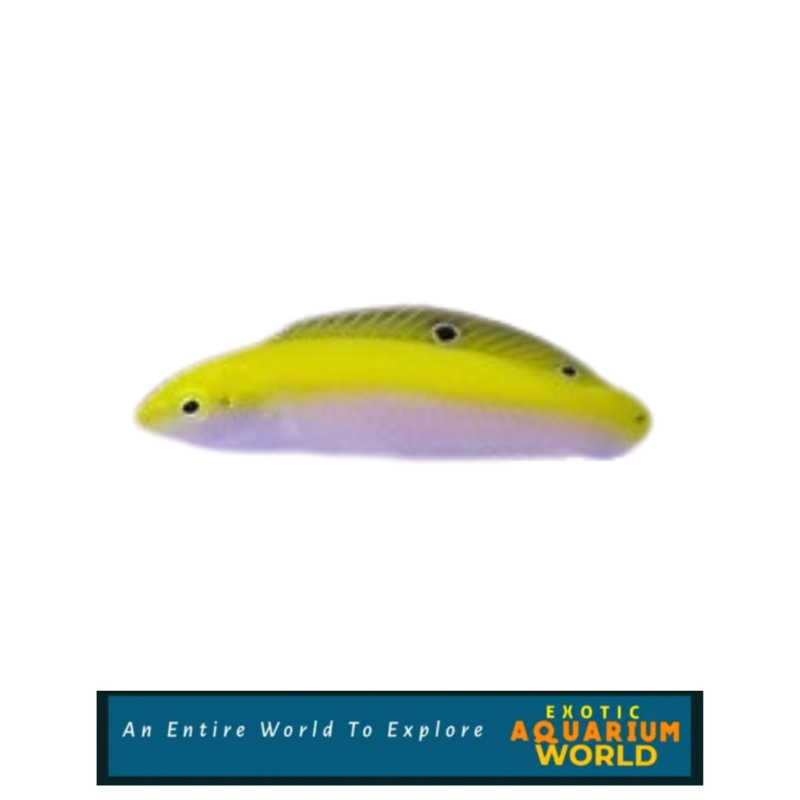 Yellow & Purple Wrasse (Halichoeres leucoxanthus)