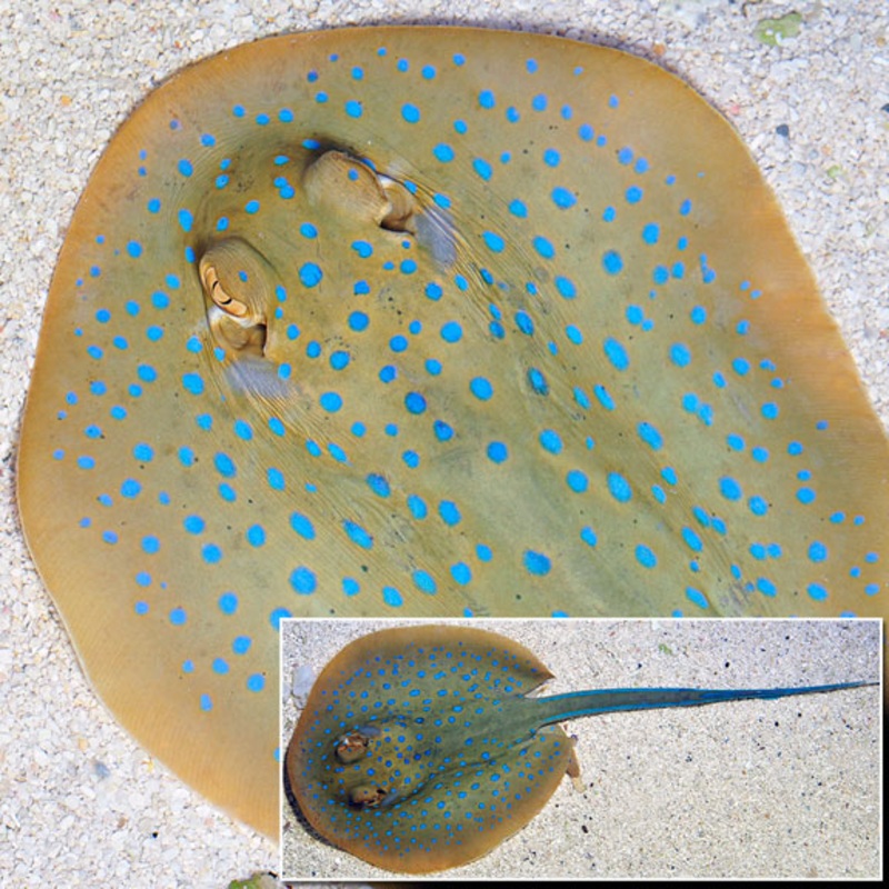 Blue Dot Stingray EXPERT ONLY (Taeniura lymma)