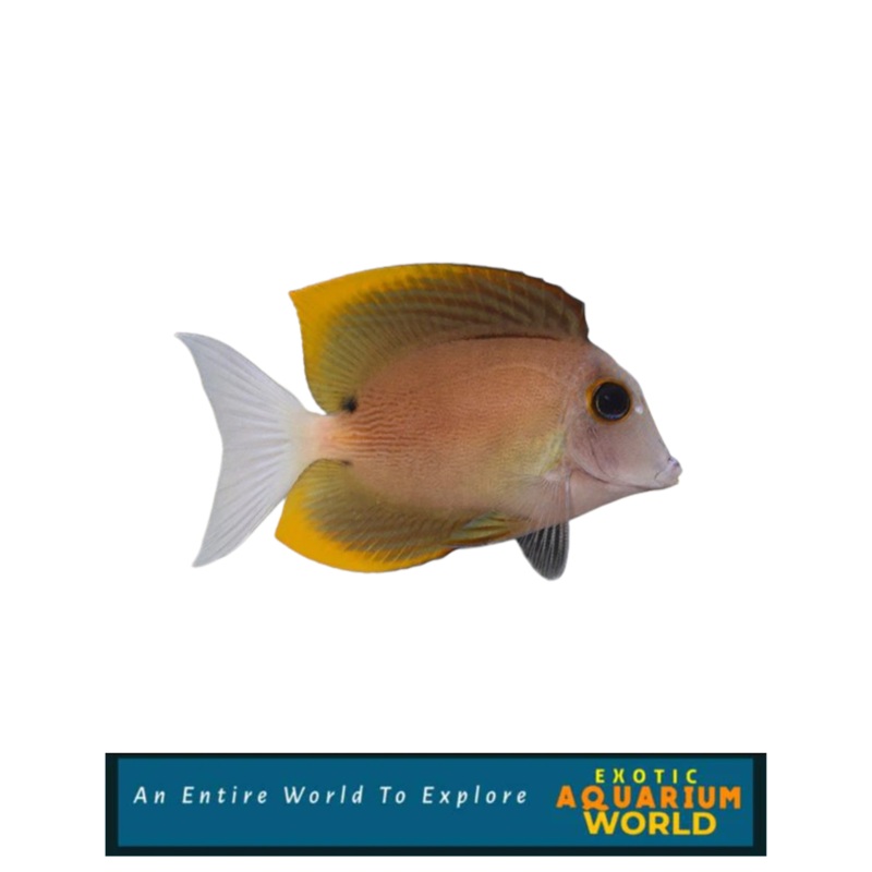 Bristletooth Tomini Tang (Ctenochaetus tominiensis)