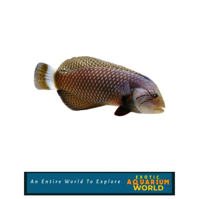 Dragon Wrasse (Novaculichthys taeniourus)