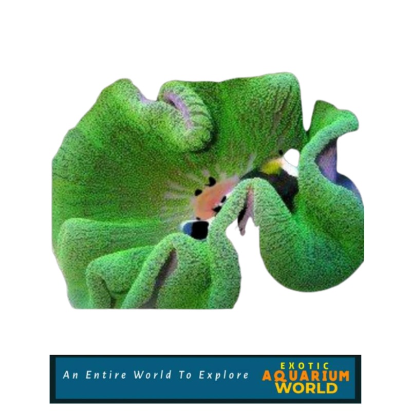 Haddon's Carpet Anemone, Metallic Green (Stichodactyla haddoni)