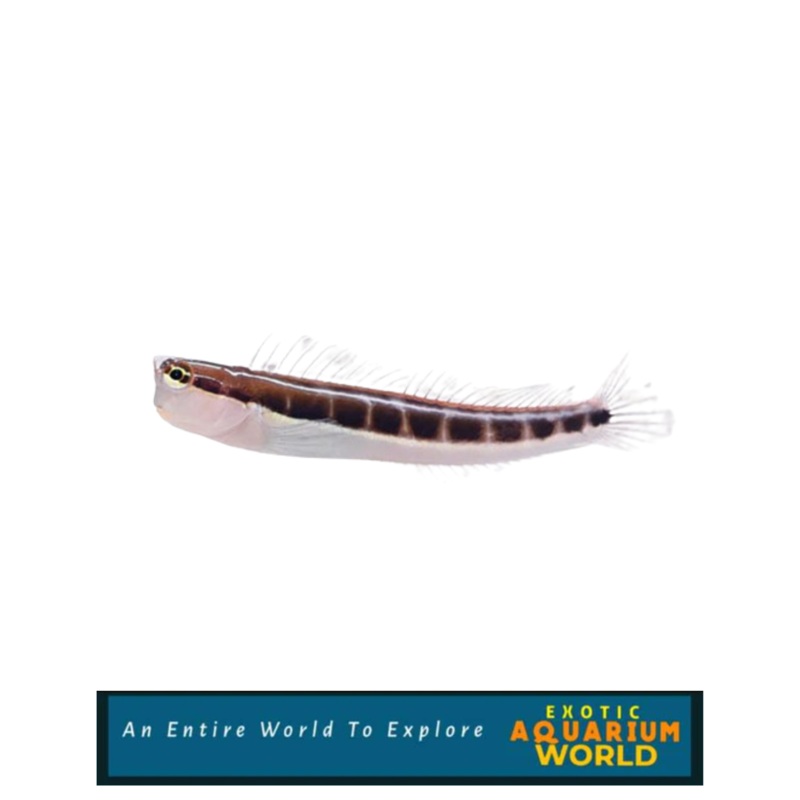 Linear Blenny (Ecsenius lineatus)