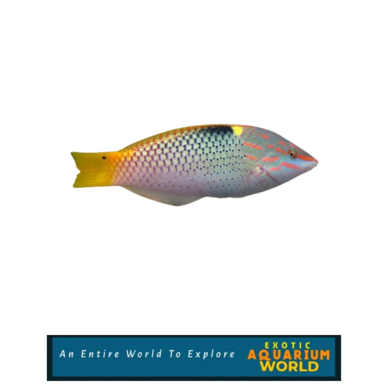 Marble/Hortulanus Wrasse (Halichoeres hortulanus)