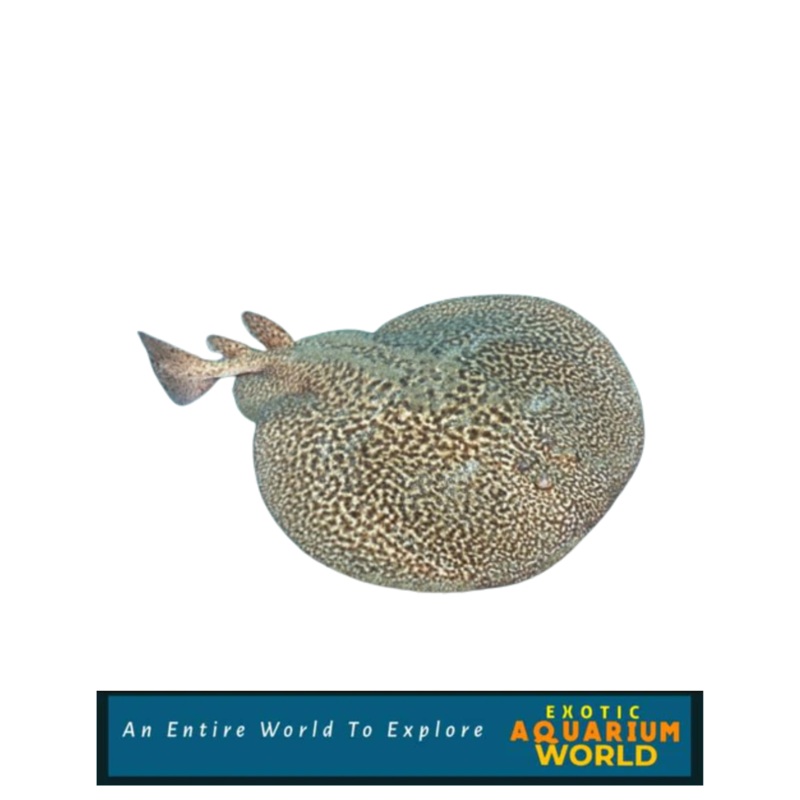 Marbled Electric Ray Fish (Torpedo marmorata)