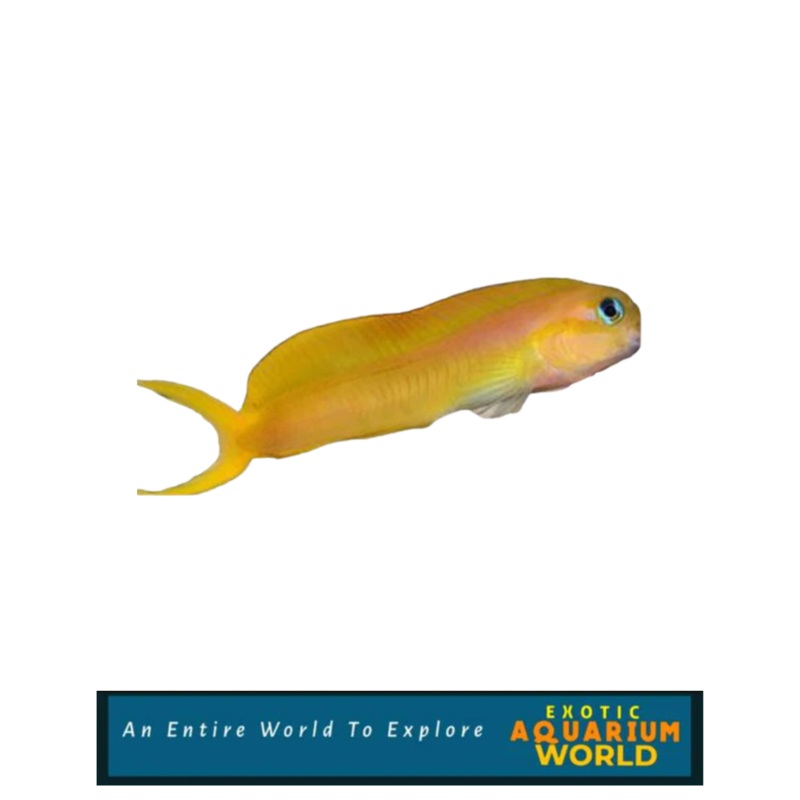 Midas Blenny (Ecsenius midas)
