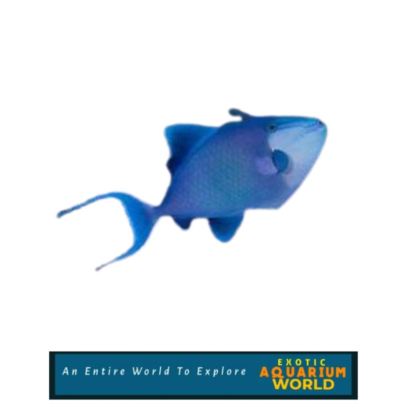 Niger Triggerfish (Odonus niger)