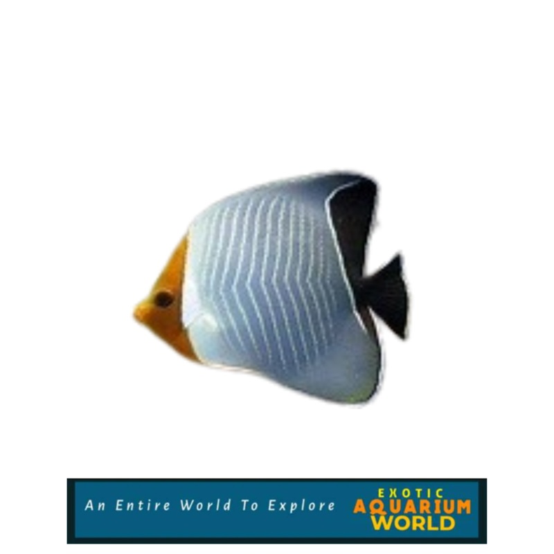 Orange Face Butterflyfish (Chaetodon larvatus)