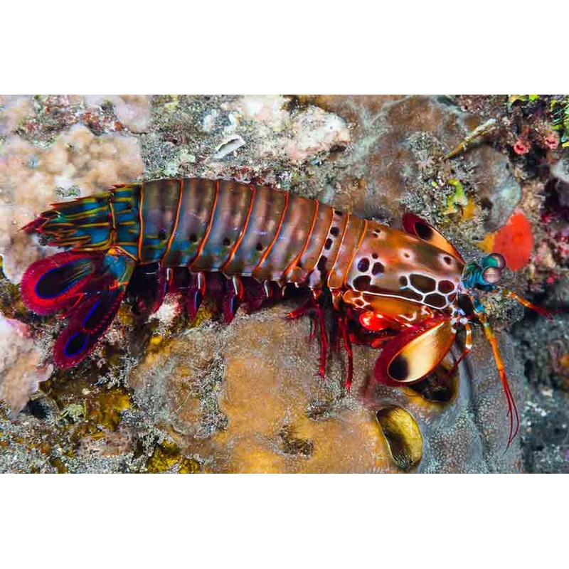 Peacock clown mantis shrimp (Odontodactylus scyllarus) 2"