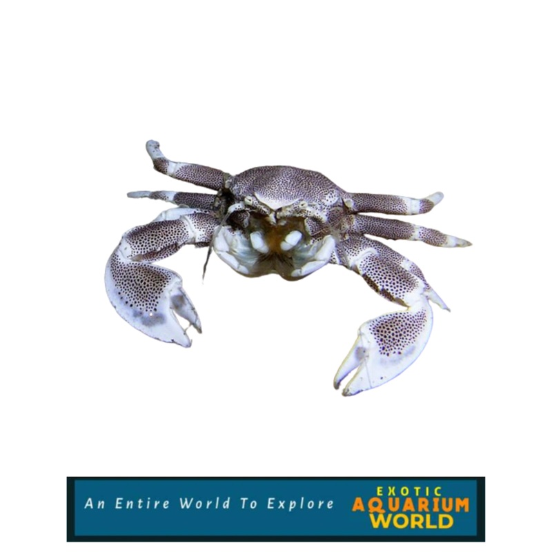 Porcelain Anemone Crab (Neopetrolisthes ohshimai)